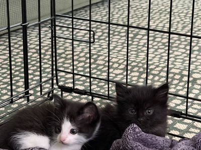 Kittens