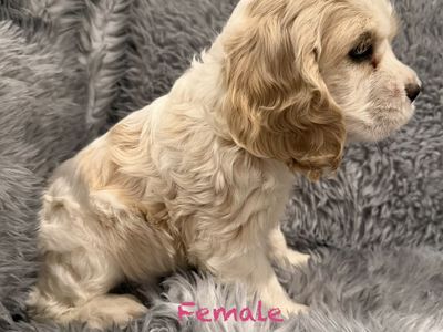 Adorable Cocker Spaniel Puppies - Male & Female - Various Colors - Ready for Loving Homes!