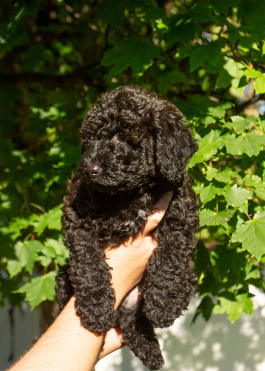 Double Doodle Puppies