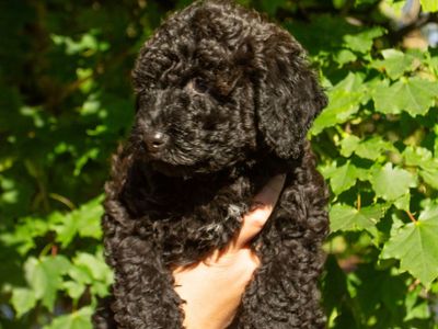Double Doodle Puppies