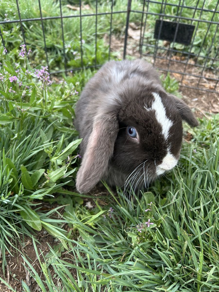 Neutered Holland Lop
