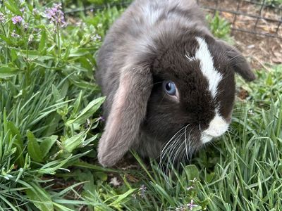 Neutered Holland Lop