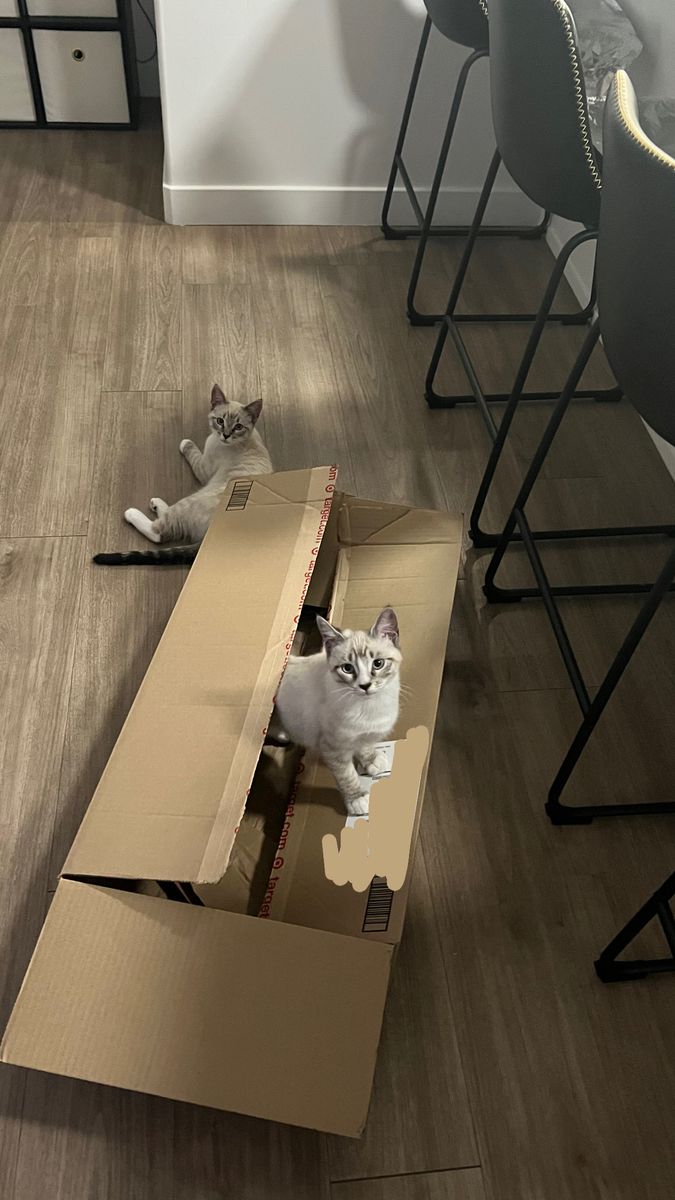 2 Sweet ragdoll mix cuddly kittens - $250 for both kitties