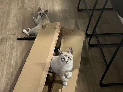 2 Sweet ragdoll mix cuddly kittens - $250 for both kitties