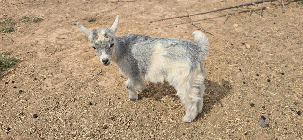 ADGA Nigerian dwarf doeling