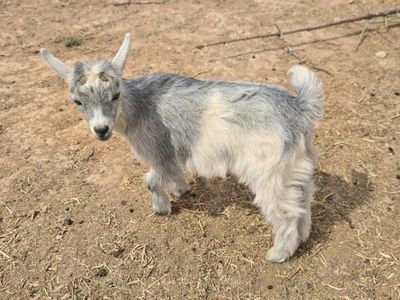 ADGA Nigerian dwarf doeling
