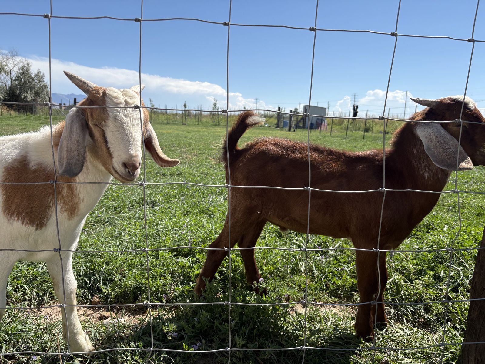 4 Months old Boer Bucklings