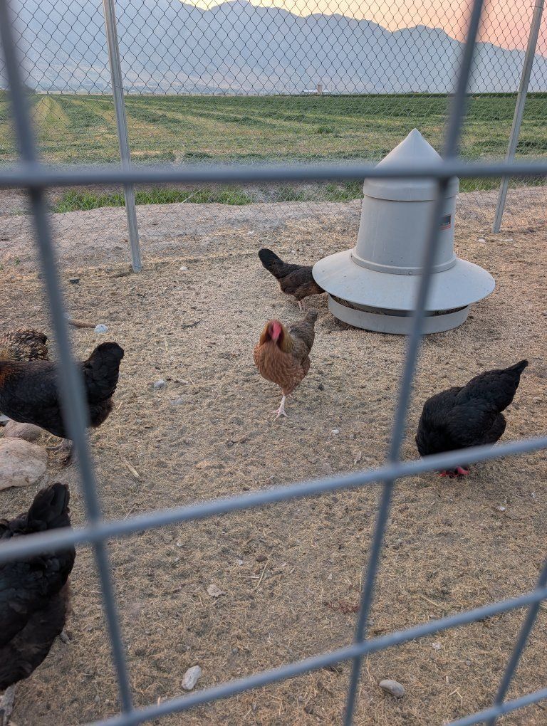 3 yr. old laying hens and young roosters - dark egg breeds