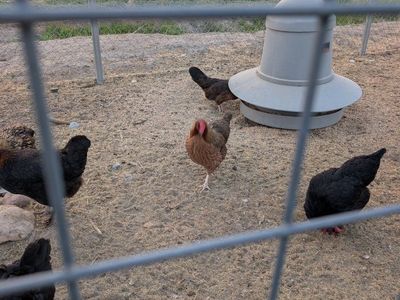 3 yr. old laying hens and young roosters - dark egg breeds