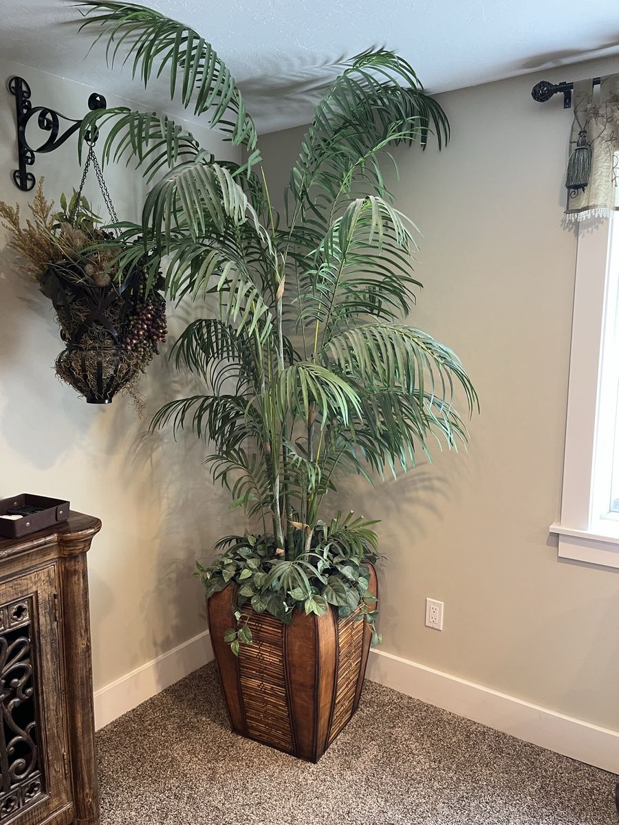Silk tree