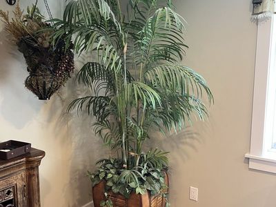 Silk tree