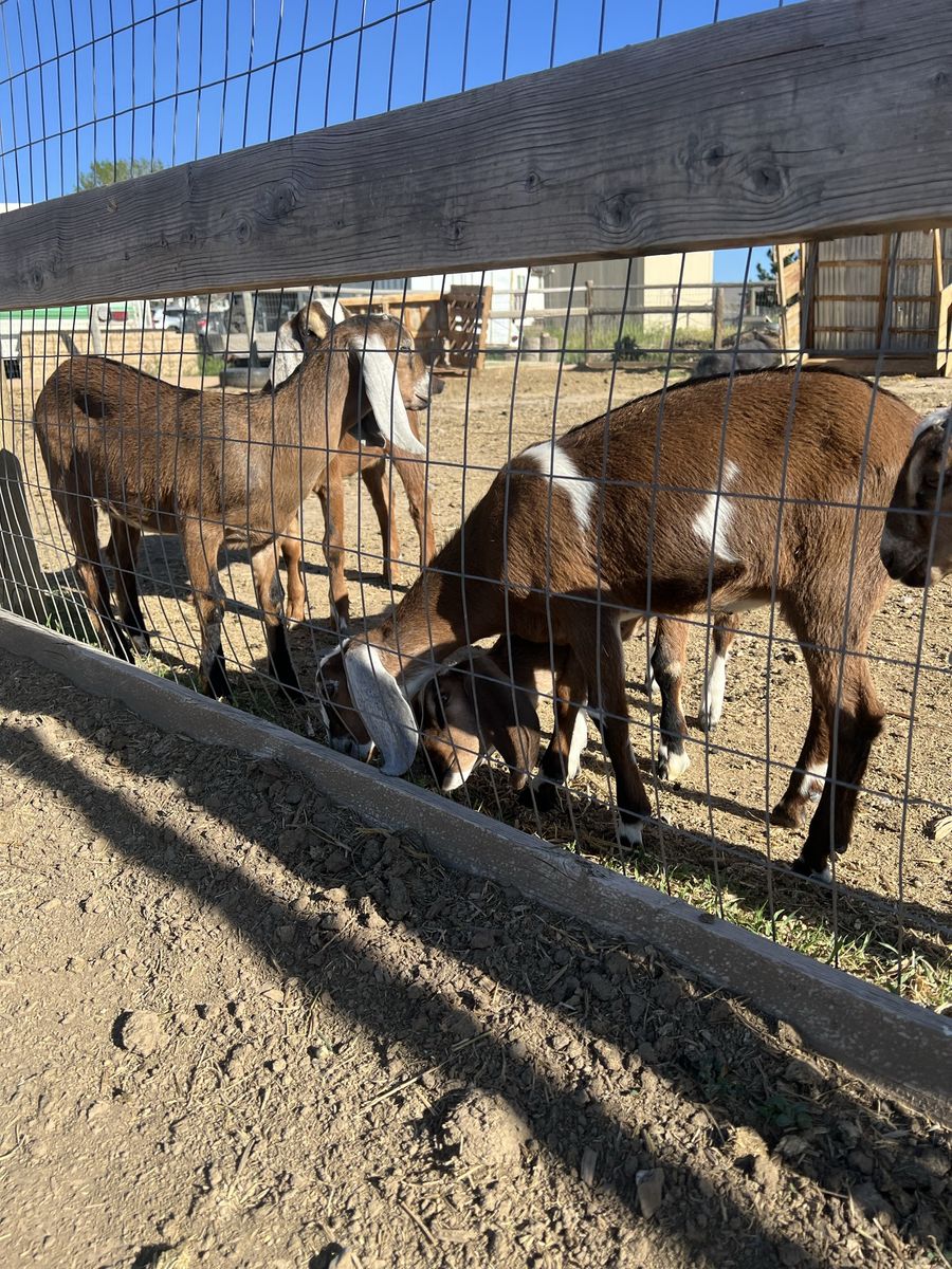Full Nubian baby goats