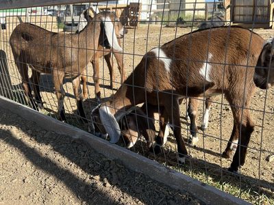 Full Nubian baby goats