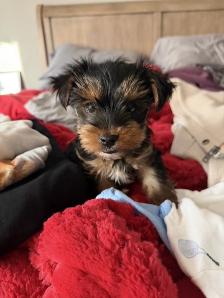 AKC Yorkie Puppy