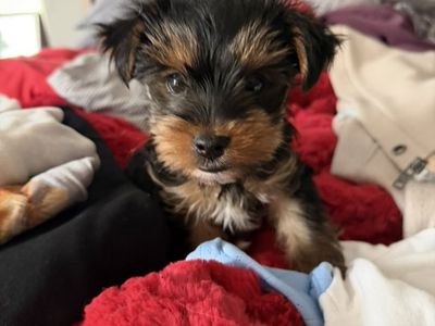 AKC Yorkie Puppy