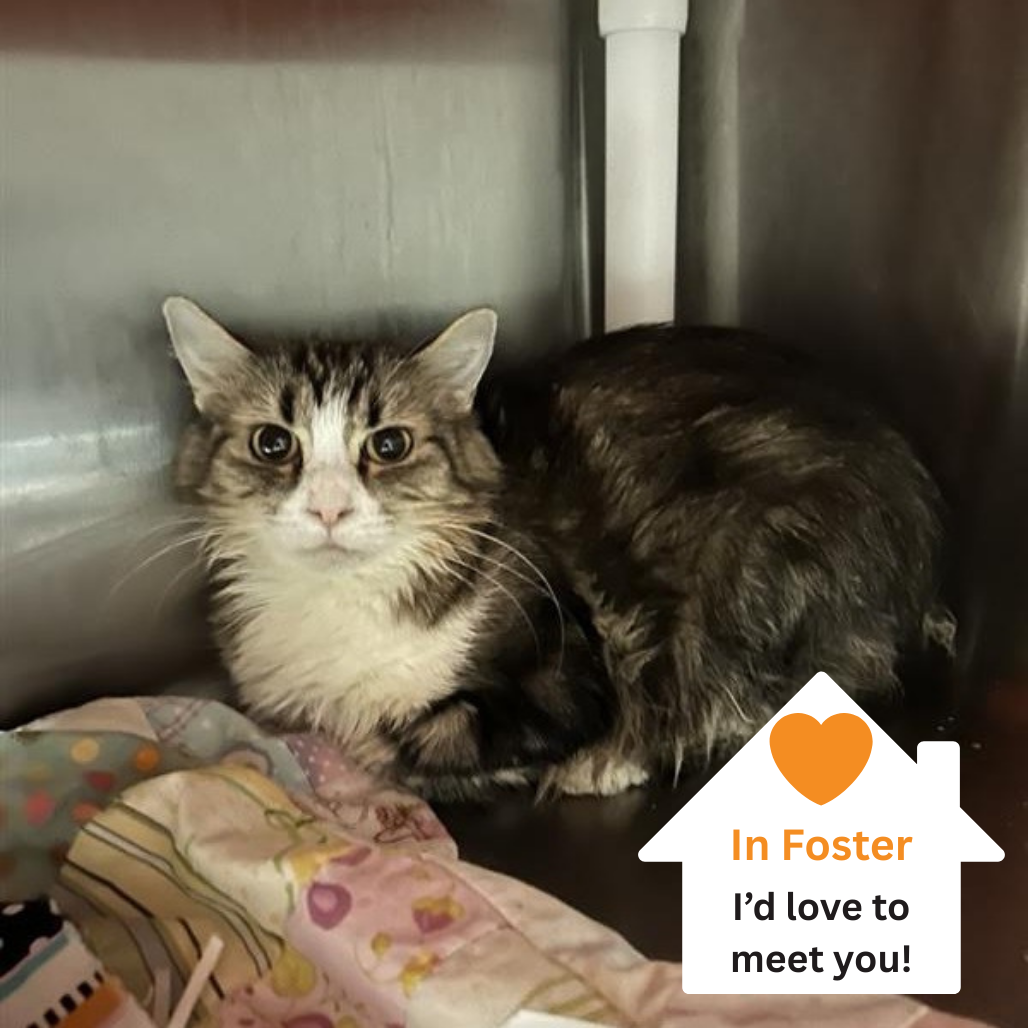 Hello my name is Poppy Hollow