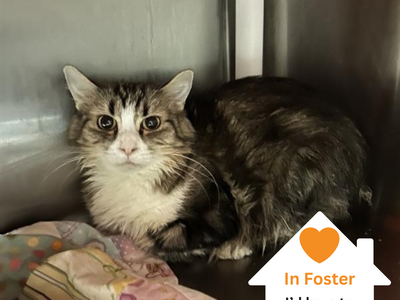 Hello my name is Poppy Hollow