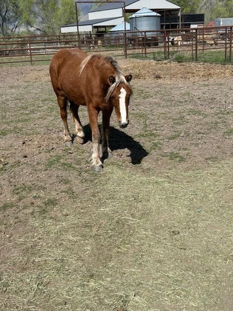 2024 Gypsy Vanner/Quarter horse cross filly