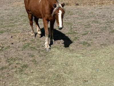2024 Gypsy Vanner/Quarter horse cross filly
