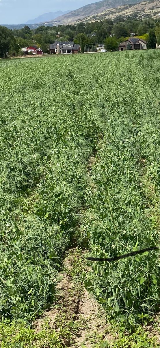 Engish Peas and Sugar Snap Peas