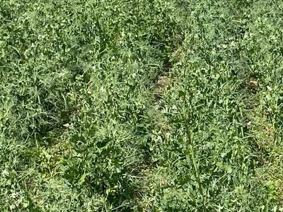 Engish Peas and Sugar Snap Peas