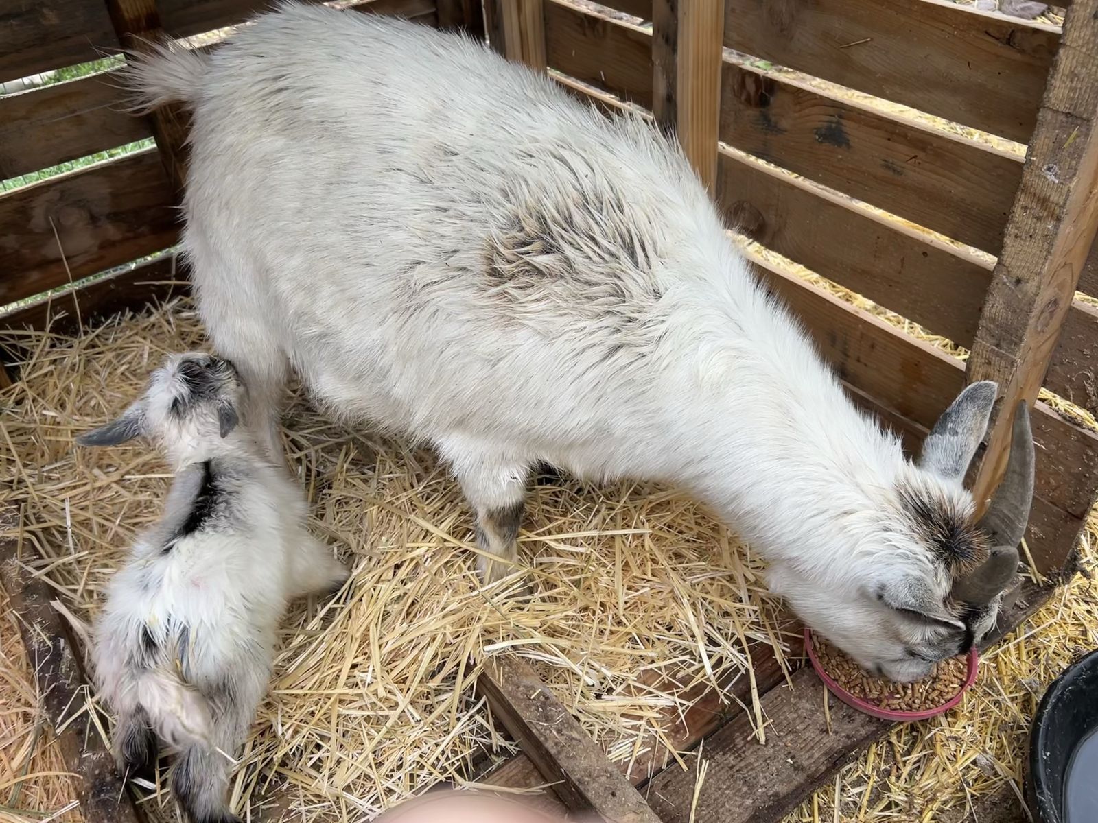 Nigerian Dwarf Doe and Buckling