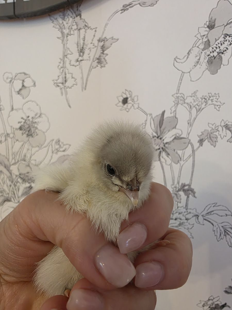 4 Specialty Female Chicks