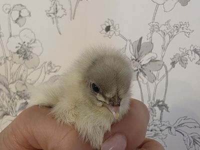 4 Specialty Female Chicks
