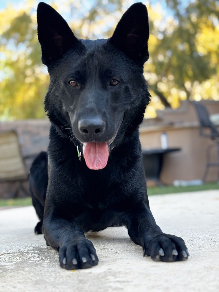 German Shepherd
