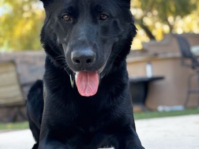 German Shepherd