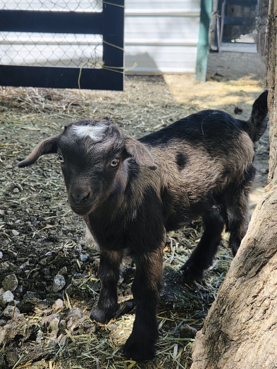 Fainting Buck Goat Available – Brookes| Maple Creek Farm