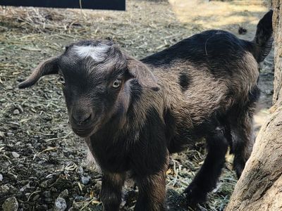 Fainting Buck Goat Available – Brookes| Maple Creek Farm