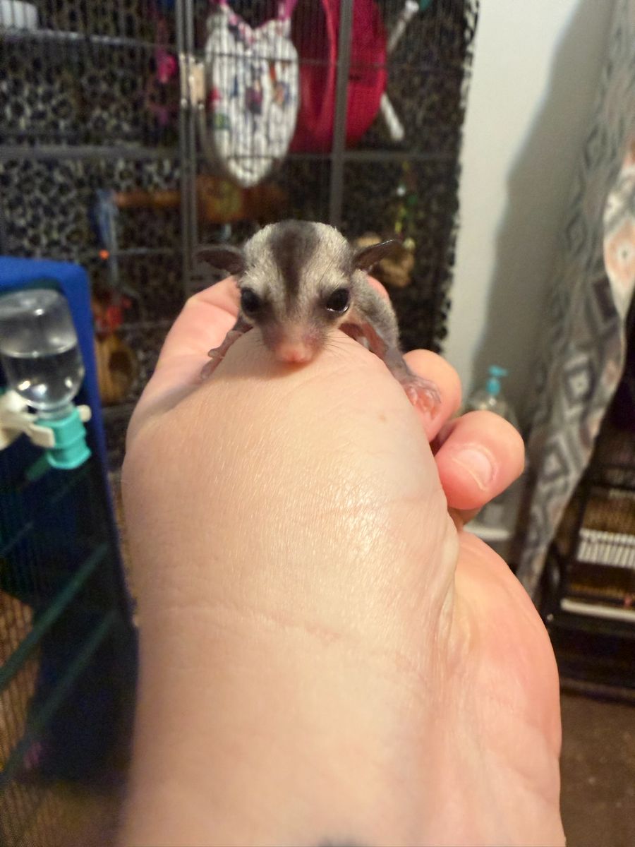 Twitty Male Sugar Glider Joey