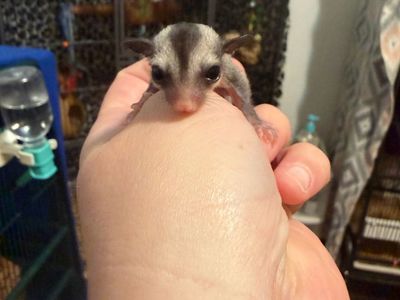 Twitty Male Sugar Glider Joey
