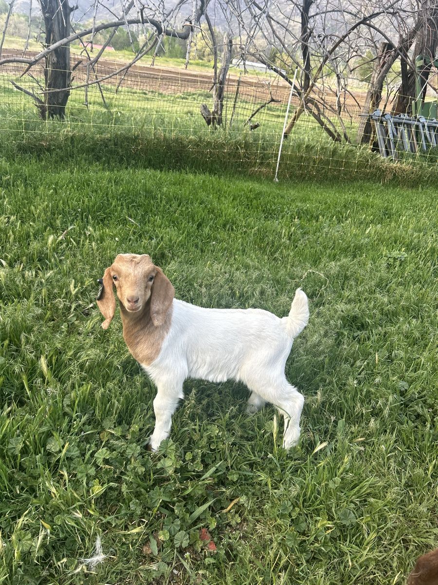 Kiko doe with Boer/Kiko cross kid