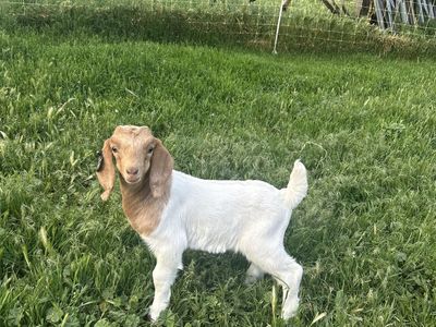 Kiko doe with Boer/Kiko cross kid