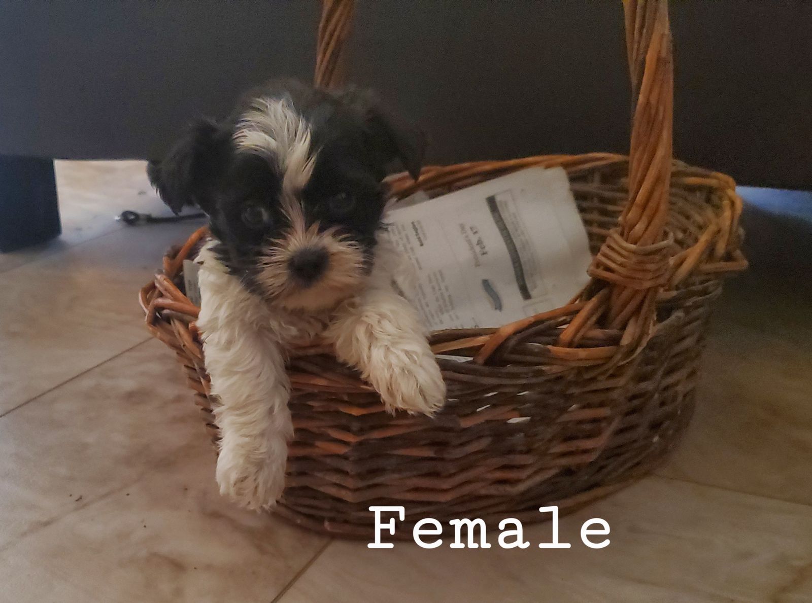 ShihTzu Mix