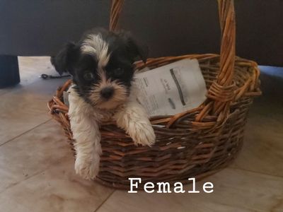 ShihTzu Mix