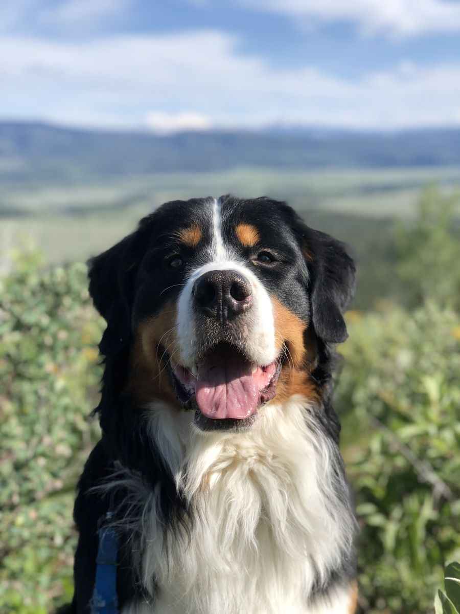 Bernese Mountain Dog Stud