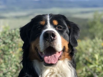 Bernese Mountain Dog Stud