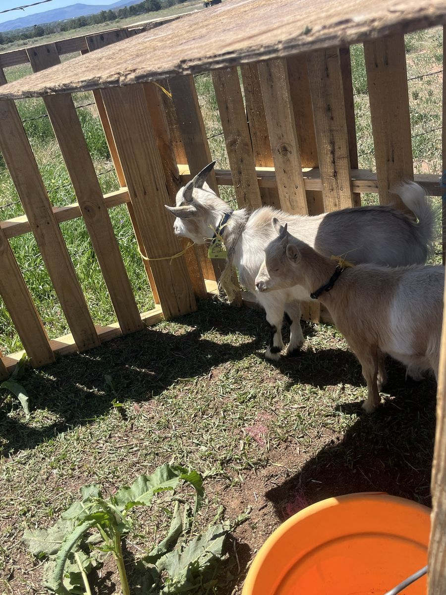 Goats