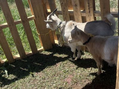 Goats