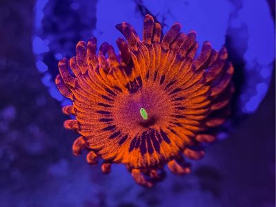 Zoa frag pack DEAl