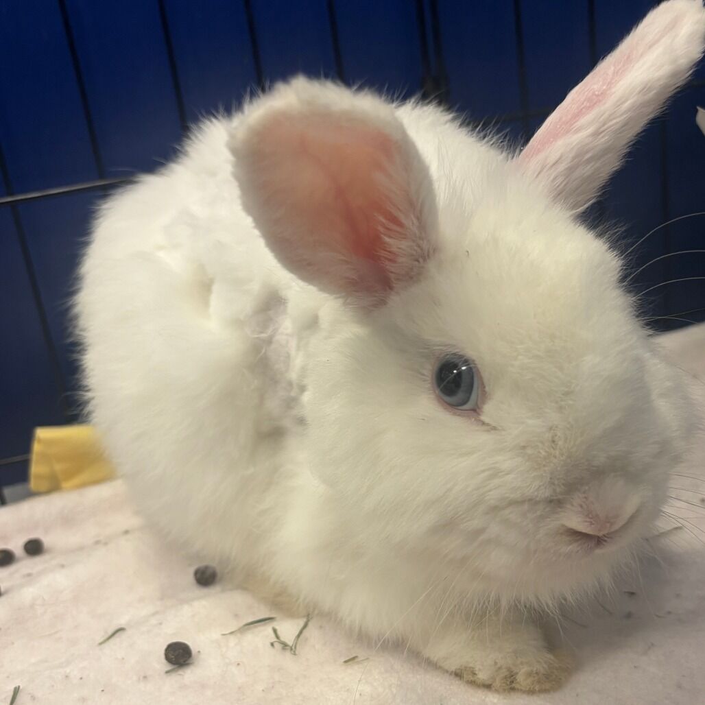 Hello my name is Lupin