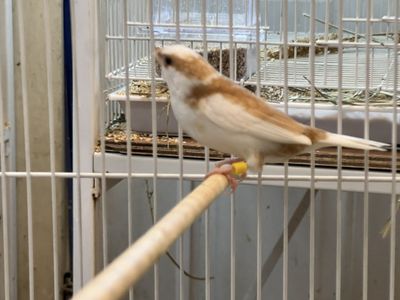 IMPORTED BEAUTIFUL SOCIETY FINCHES FINCH