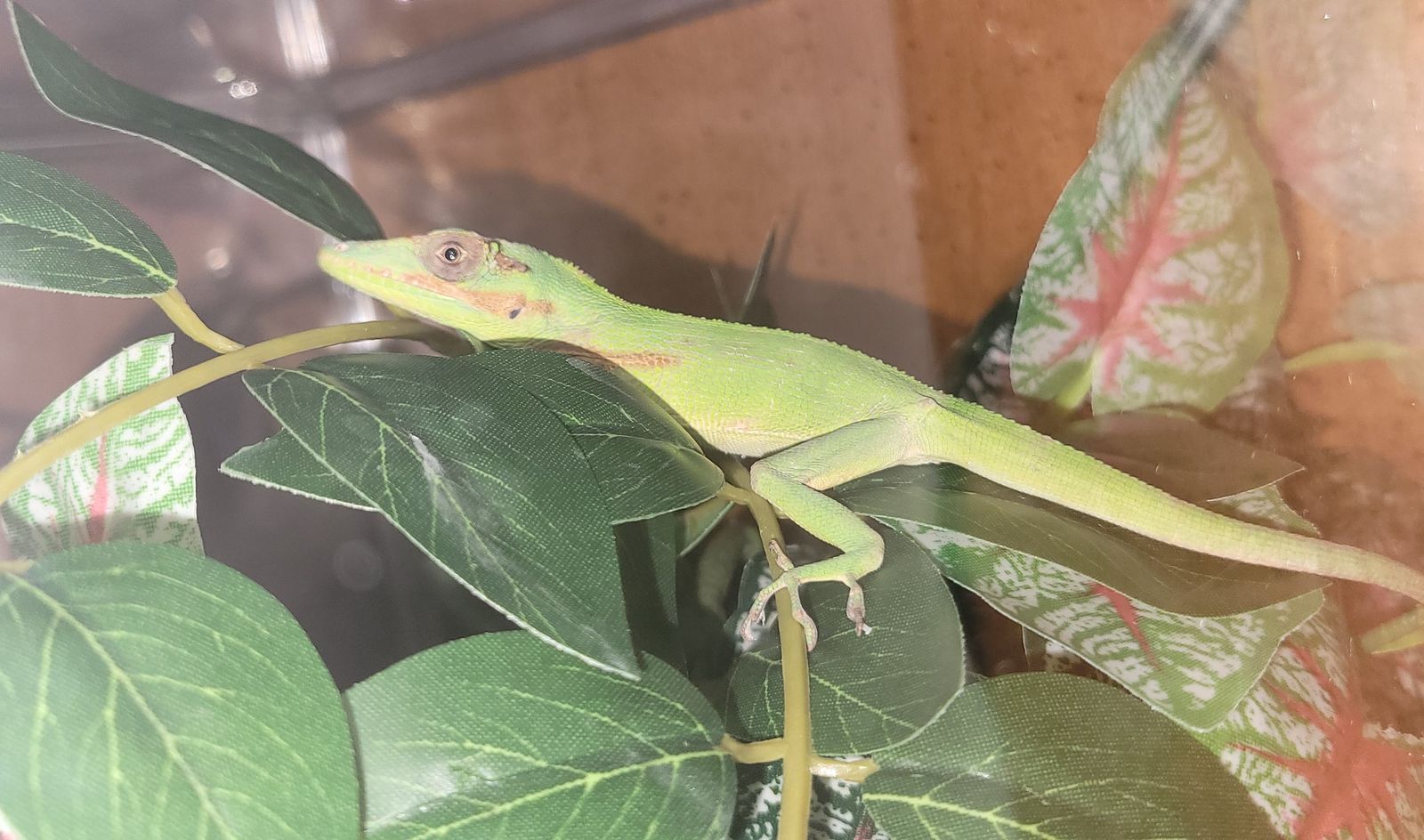 Baby Cuban Knight Anole
