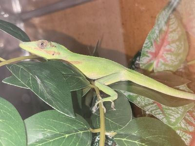 Baby Cuban Knight Anole