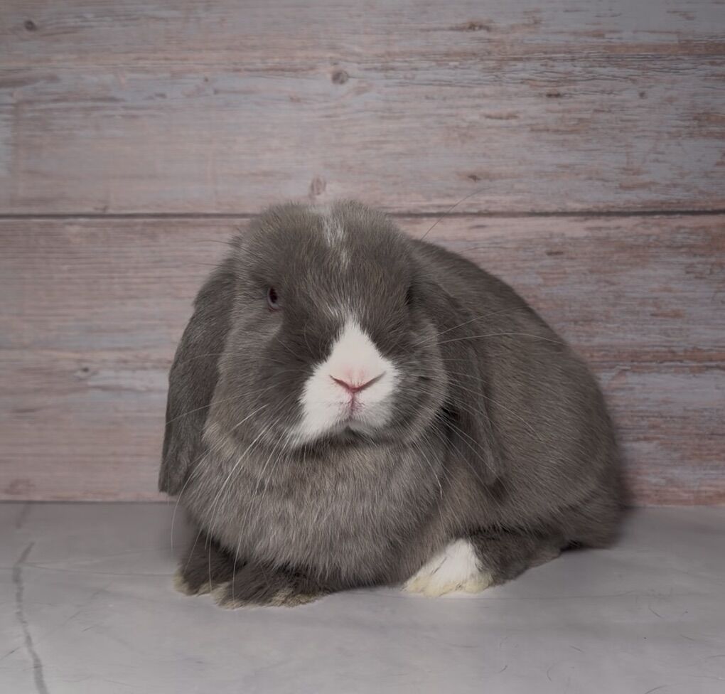 Holland Lop Doe