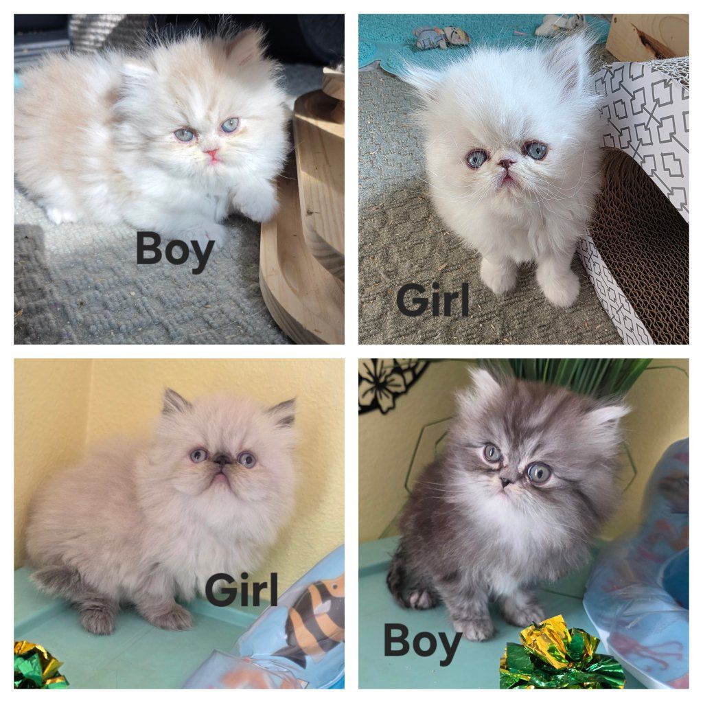 Purebred Persian kittens! (6 weeks old)