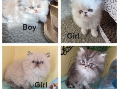 Purebred Persian kittens! (6 weeks old)